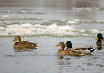 Mallard