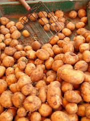 Potatoes on market