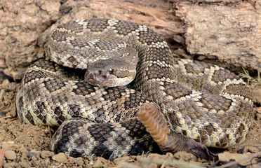 Southern Pacific Rattlesnake.