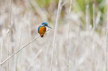 Kingfisher