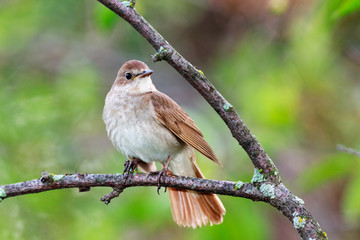 Luscinia luscinia, Thrush Nightingale