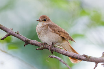 Luscinia luscinia, Thrush Nightingale