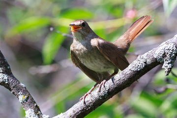 Fototapeta premium Luscinia luscinia, Thrush Nightingale