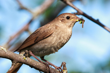 Luscinia luscinia, Thrush Nightingale