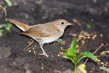 Luscinia luscinia, Thrush Nightingale