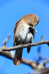 Luscinia luscinia, Thrush Nightingale