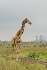 A giraffe in the Nairobi National Park