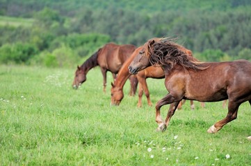 Fototapeta premium Horse in meadow