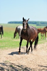 Horse in meadow