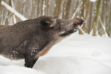Wild boar