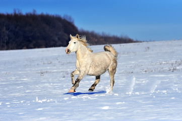 Obraz na płótnie Canvas White horse running in winter in meadow