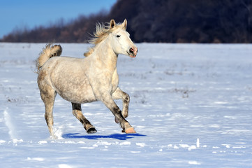 Fototapeta na wymiar White horse running in winter in meadow