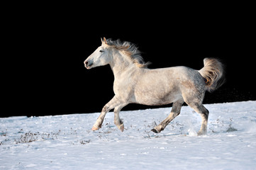 White horse running in winter in meadow