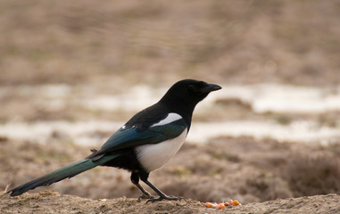 Magpie