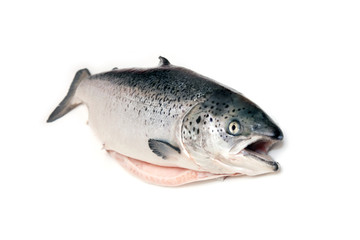 Whole salmon fish on a white studio background.