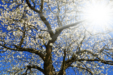 Blooming cherry tree