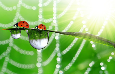 dew and ladybird