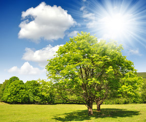 National park Sumava - Czech Republic