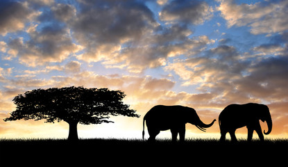 Silhouette two elephants in the sunset