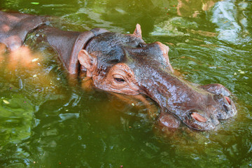 Fototapeta premium Swimming Hippo