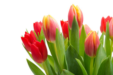 Fototapeta premium Frische Tulpen