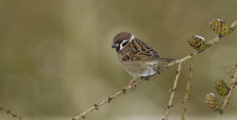 Feldsperling im Winter