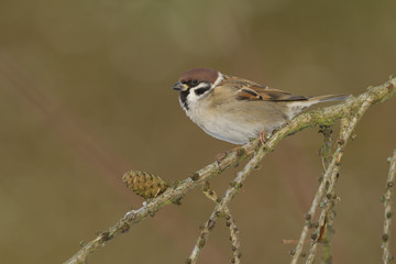 Feldsperling (Passer montanus)