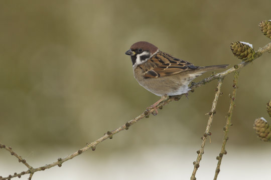 Felsperling