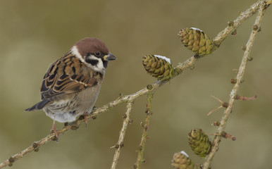 Felsperling (Passer montanus)