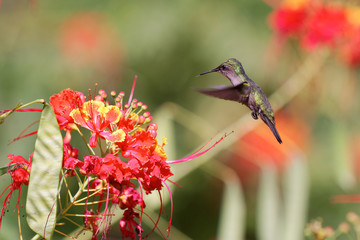 Colibri île de la Dominique