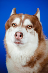funny siberian husky dog portrait