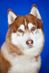 siberian husky dog portrait