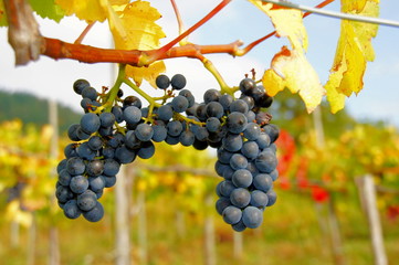 reife Dornfeldertrauben