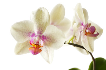 Naklejka na ściany i meble Orchidee na białym tle