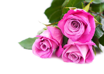 Naklejka premium Pink roses on white