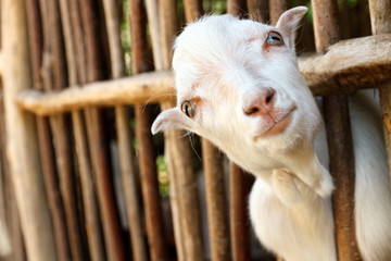 Portrait of cute small goat