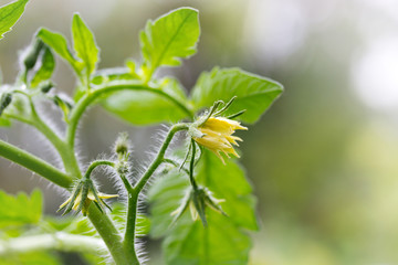Garden. Flowers of tomato on the seedling closeup.