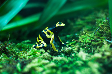 Frosch auf Moos sitzend