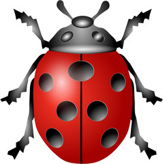 Marienkäfer Glückssymbol