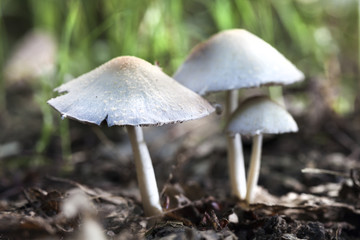 Mushroom family....