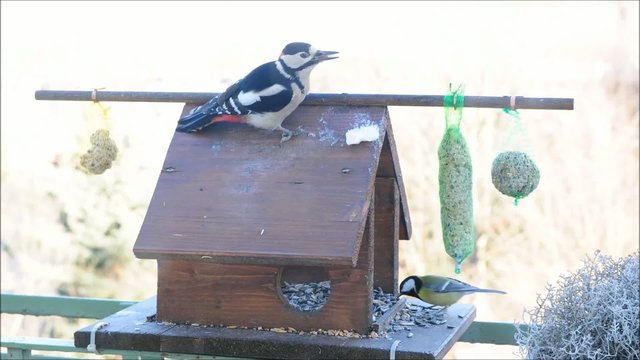 Gartenv&ouml;gel am Vogelh&auml;uschen - Timelapse
