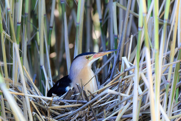 Ixobrychus minutus, Little Bittern.