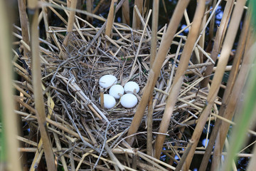 Ixobrychus minutus, Little Bittern.