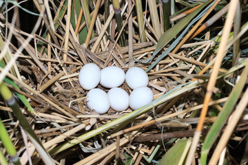 Ixobrychus minutus, Little Bittern.
