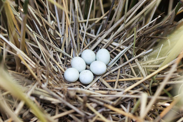 Ixobrychus minutus, Little Bittern.