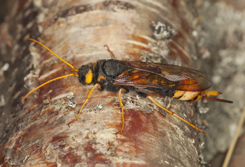 Giant Woodwasp, Urocerus gigas on birch, macro photo