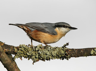 Portrait of a Nuthatch perched on a lychen covered branch