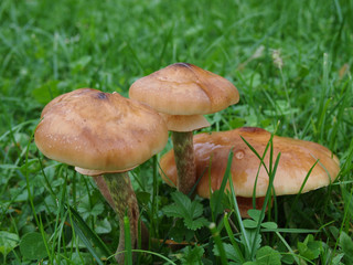 Honey mushrooms in the lawn