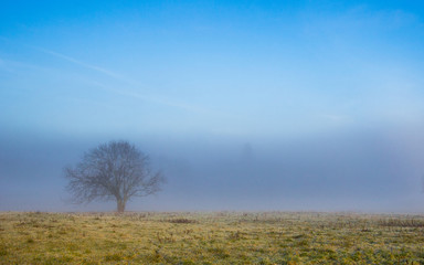 Obraz na płótnie Canvas Lone Tree And Fog