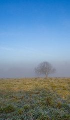 Lone Tree And Fog
